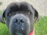 Adoption disponible : chien Cane Corso bringé