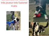 À la recherche d'un foyer : chien Labrador de 4 ans