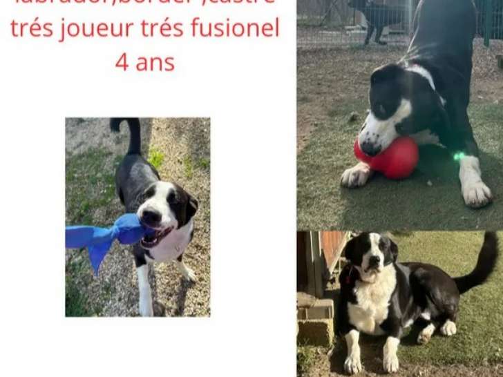 À la recherche d'un foyer : chien Labrador de 4 ans
