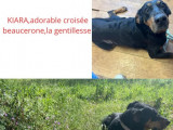 Chienne Beauceron de 10 ans à adopter