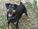 Chienne Jagd Terrier adulte disponible à l'adoption