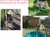 Chien fauve en attente d'adoption