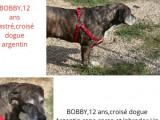 Chien Dogue Argentin gris prêt pour l’adoption