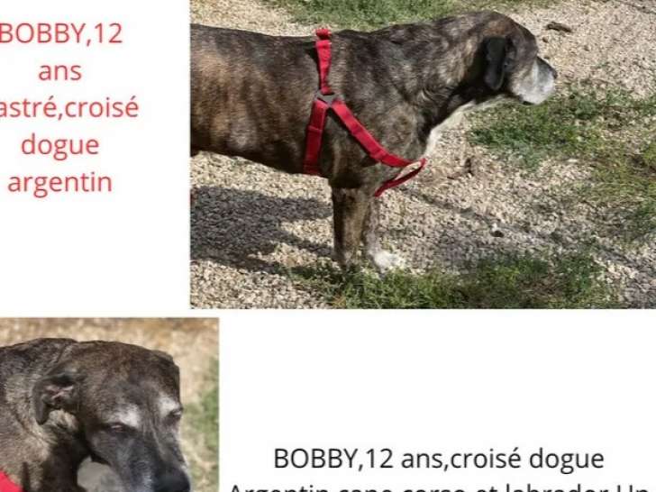 Chien Dogue Argentin gris prêt pour l’adoption