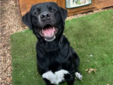 Chien âgé de 3 ans en attente d'un foyer