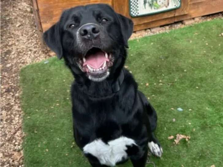 Chien âgé de 3 ans en attente d'un foyer