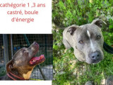 Chien Staffordshire Américain Terrier de 3 ans à accueillir