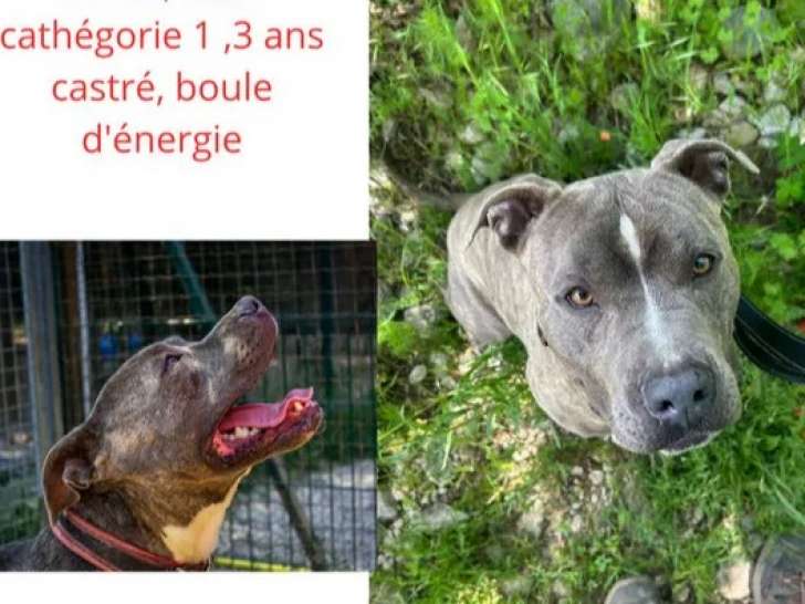 Chien Staffordshire Américain Terrier de 3 ans à accueillir