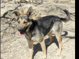 Adoption disponible : chienne noire et beige