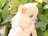 3 chiots mâles Chihuahua LOF disponibles à la vente