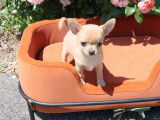 3 chiots mâles Chihuahua LOF disponibles à la vente