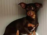Chien Pinscher Nain tricolore en quête d'un foyer