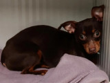 Chien Pinscher Nain noir et feu à la recherche d'une famille