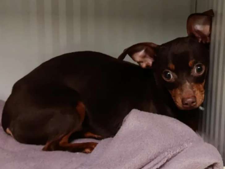Chien Pinscher Nain noir et feu à la recherche d'une famille