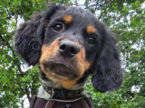 Adorable chiot Epagneul Breton à vendre