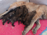 Chiots Leonberg disponibles