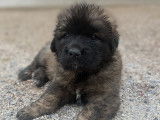 Chiots Leonberg disponibles