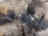 Chiots Leonberg disponibles