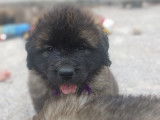 Chiots Leonberg disponibles
