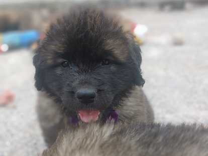 Chiots Leonberg disponibles
