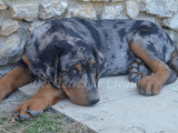 Apollon, magnifique Beauceron arlequin inscrit au LOF à vendre