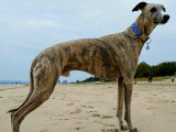 Mâle Whippet LOF et confirmé disponible pour saillie