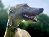 Mâle Whippet LOF et confirmé disponible pour saillie