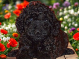 Des chiots Caniches Nains LOF à vendre