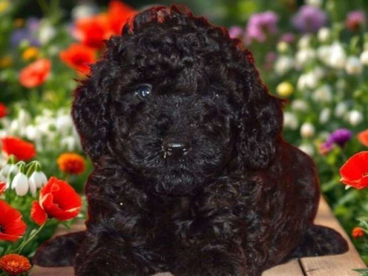 Des chiots Caniches Nains LOF à vendre