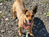 Violine, une adorable chienne pleine d'amour à adopter