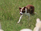 Chienne Border Collie adulte  de  2 ans à réserver (LOF)