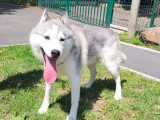 À adopter, chien Husky Sibérien gris et blanc