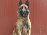 Disponible à l'adoption, chien Berger Malinois de 6 ans
