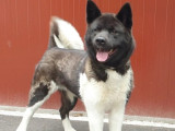 En attente d'adoption, chienne Akita Américain de 2 ans