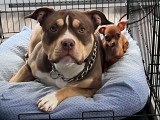 Femelle American Bully à vendre