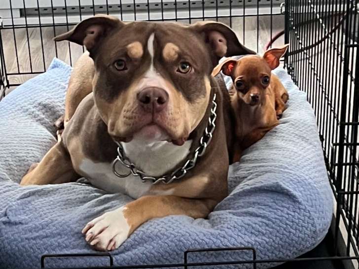 Femelle American Bully à vendre