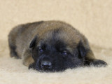 Chiots Bergers Belges Malinois LOF à réserver