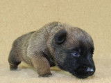 Chiots Bergers Belges Malinois LOF à réserver