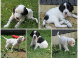 Chiots Setter Anglais à vendre