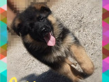 Chiot femelle Berger Allemand disponible à la vente (LOF)
