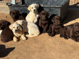 Chiots Labradors Retrievers disponibles à l’achat (LOF)