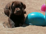 Chiots Labradors Retrievers disponibles à l’achat (LOF)