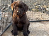 Chiots Labradors Retrievers disponibles à l’achat (LOF)