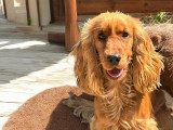 Chien adulte femelle Cocker Anglais disponible à la réservation (LOF)