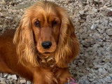 Chien adulte femelle Cocker Anglais disponible à la réservation (LOF)