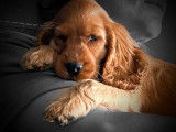 Chien adulte femelle Cocker Anglais disponible à la réservation (LOF)