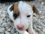 3 chiots Jack Russell LOF à réserver