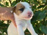 3 chiots Jack Russell LOF à réserver