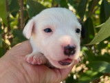 3 chiots Jack Russell LOF à réserver