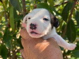 3 chiots Jack Russell LOF à réserver